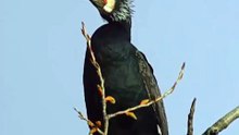 Great Cormorant.🖤....#nature #life #relax #rihlasaw