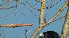 Birds welcome spring