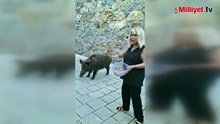 Bodrum’da ilginç anlar: Safiye Soyman domuzu elleriyle besledi!