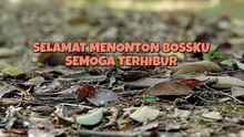 Kembalinya Sang Petinju S2 - Episode Lengkap Bahasa Indonesia