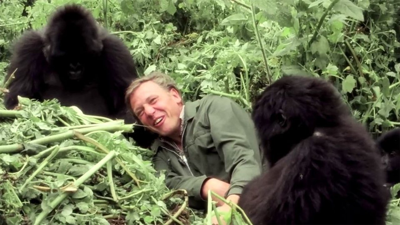Eine Gorilla-Story erzählt von David Attenborough Trailer OV