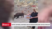Şarkıcı Safiye Soyman, kapısına gelen yaban domuzunu cevizle besledi