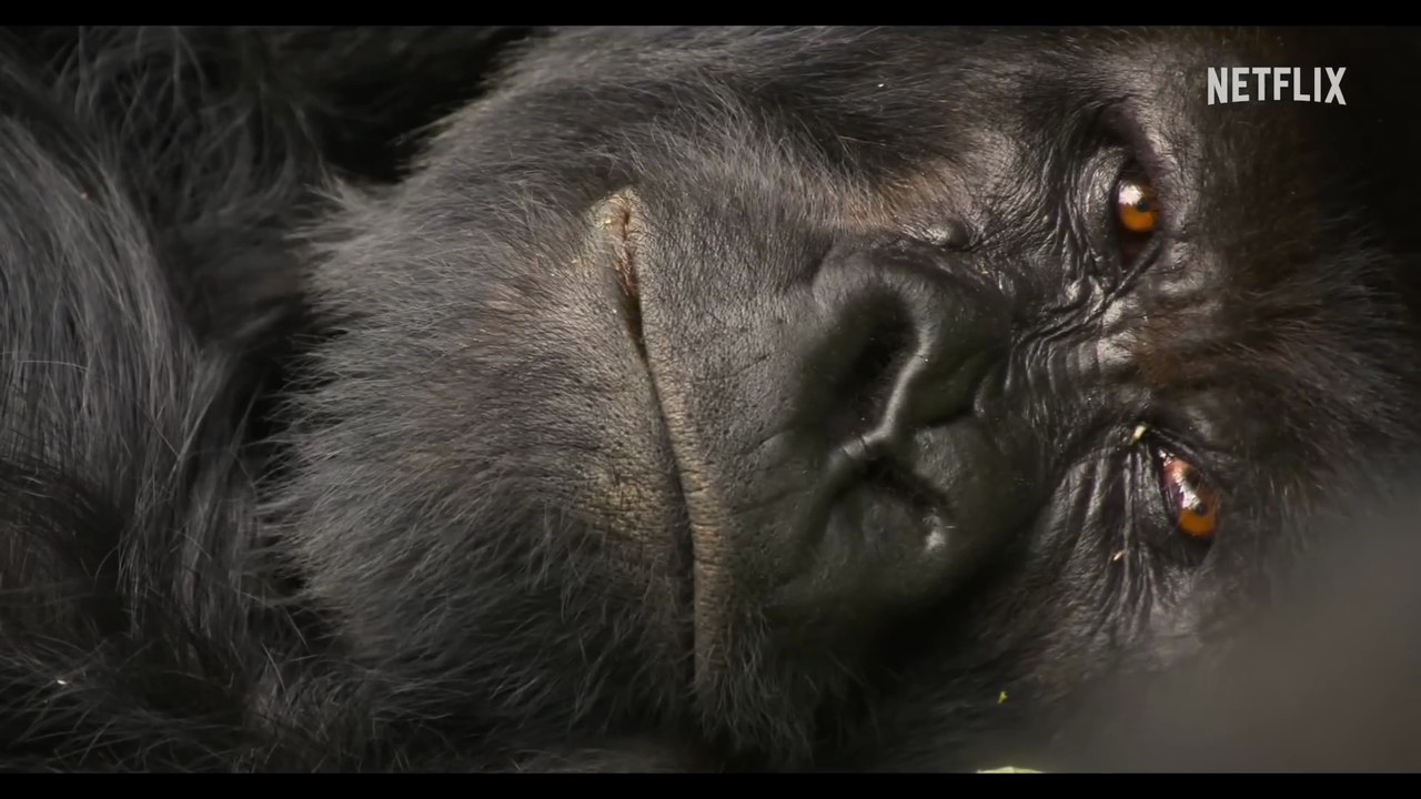 A Gorilla Story: Told by David Attenborough - Trailer (English) HD