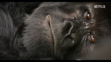 A Gorilla Story: Told by David Attenborough - Trailer (English) HD