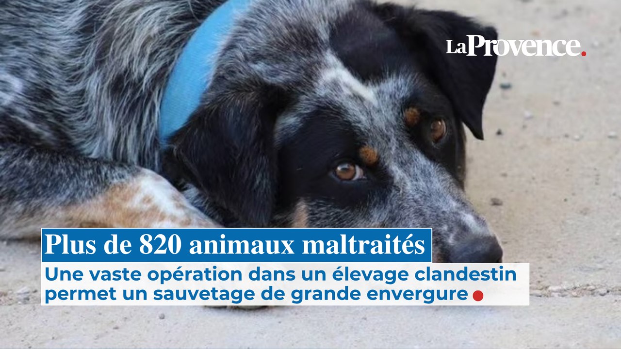 Plus de 820 animaux maltraités dans un élevage près de Brignoles