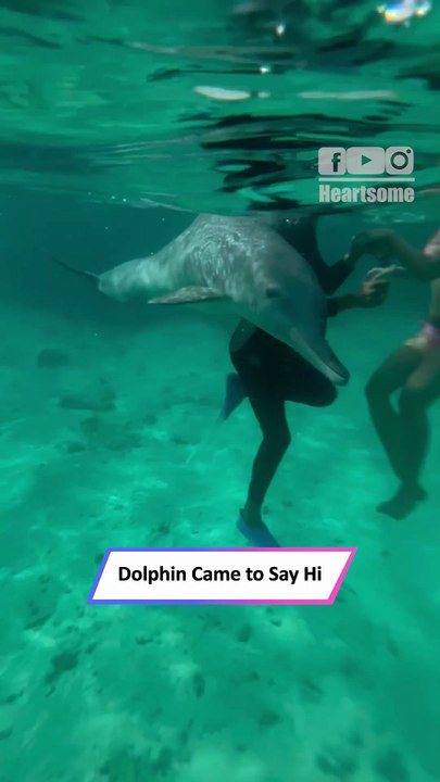 Friendly Dolphin Encounter 🐬 Diver Gets Up Close in Magical Moment|| Heartsome 💖