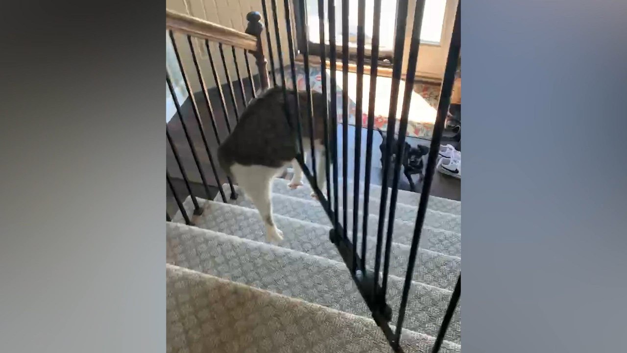 Pets Gone Wrong