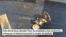 Así es ‘Flora’, la abuela lince que enseñó a tres cachorros a valerse por sí mismos tras morir su madre atropellada