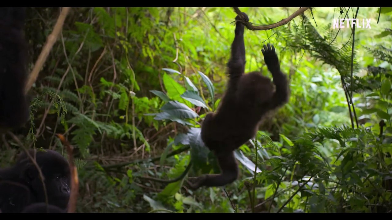 A Gorilla Story Told By David Attenborough Trailer