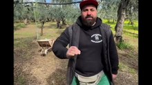 Michele monopoli story concimazione olivi