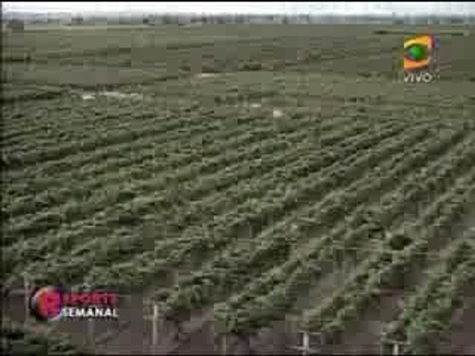 Pisco con P de Peru (1 de 2)