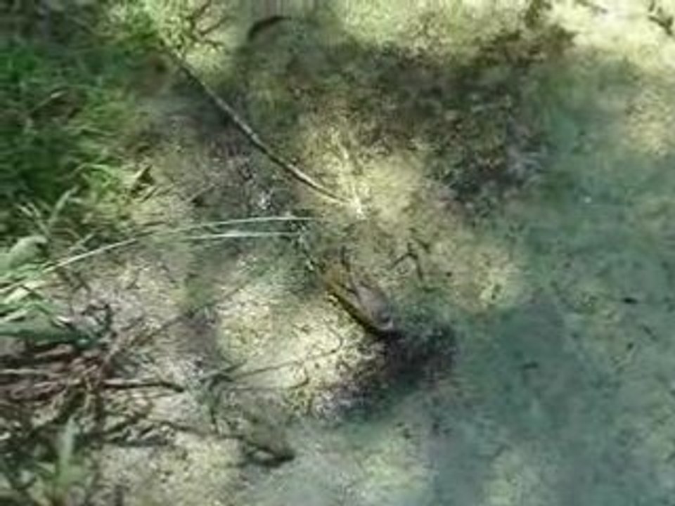 guillaume, ou comment effrayer un aligator