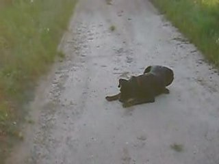 arés et les fourmies