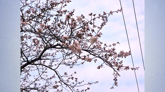 군항제 앞두고 진해 벚꽃 활짝...서울, 다음 주 개화 / YTN