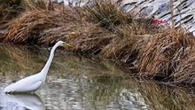 Erzincan’da büyük ak balıkçıl beslenirken görüntülendi