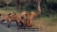 Hayna and Lion Fighting in Jungle