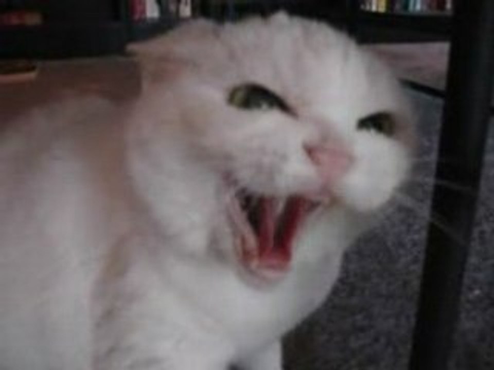Bad cat