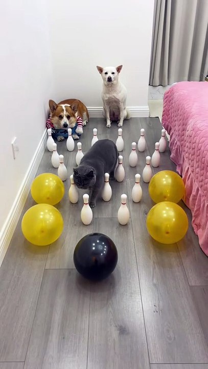 Un chat, un chien, un Corgi vs Quilles de bowling
