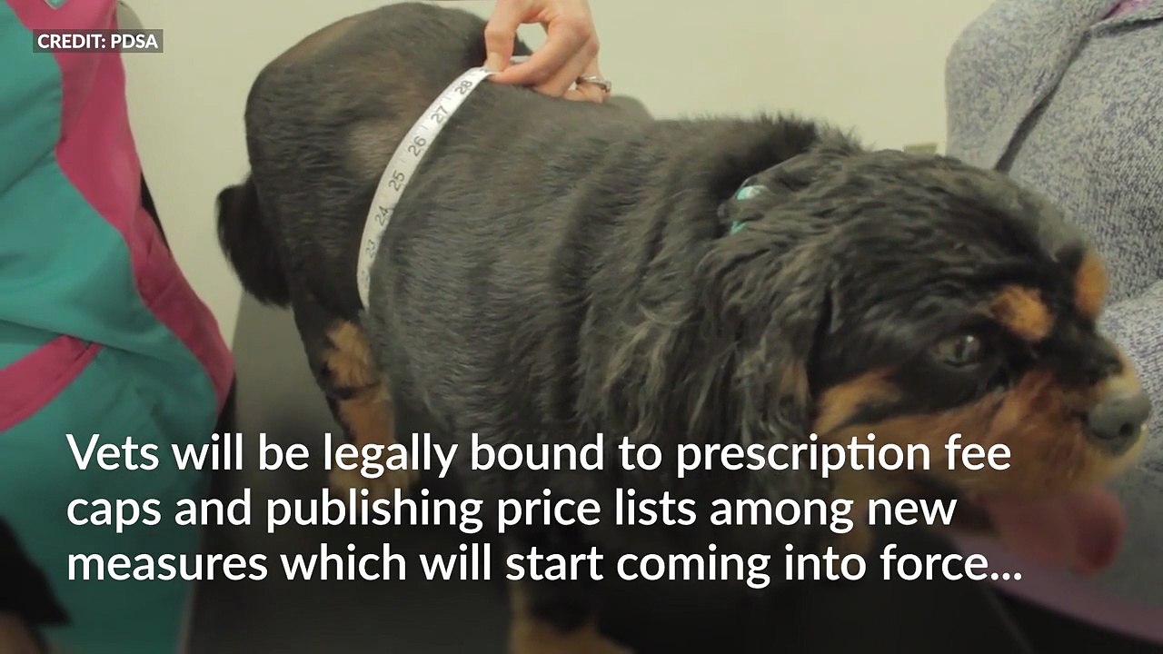 Vets to be legally required to publish price lists and cap prescription fees