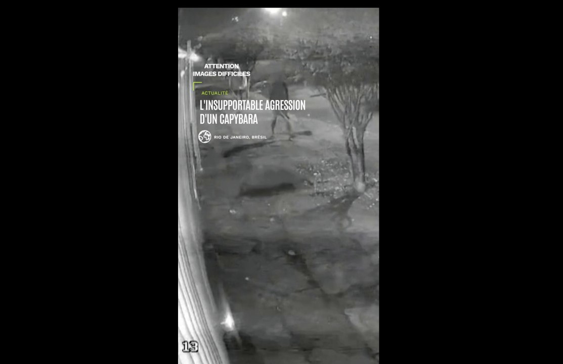 Brésil : l'insupportable agression d'un capybara choque le pays