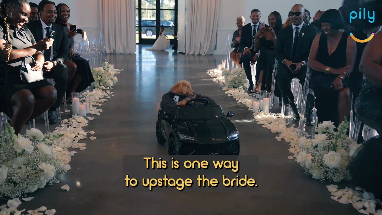 Bride And Groom's Dog Steals The Show When He Comes Down Aisle In Car As Ring Bearer | Happily TV