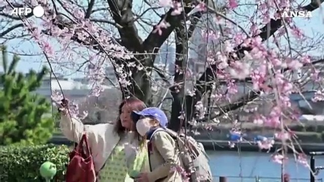 Lo spettacolo dei ciliegi in fiore a Tokyo incanta residenti e turisti