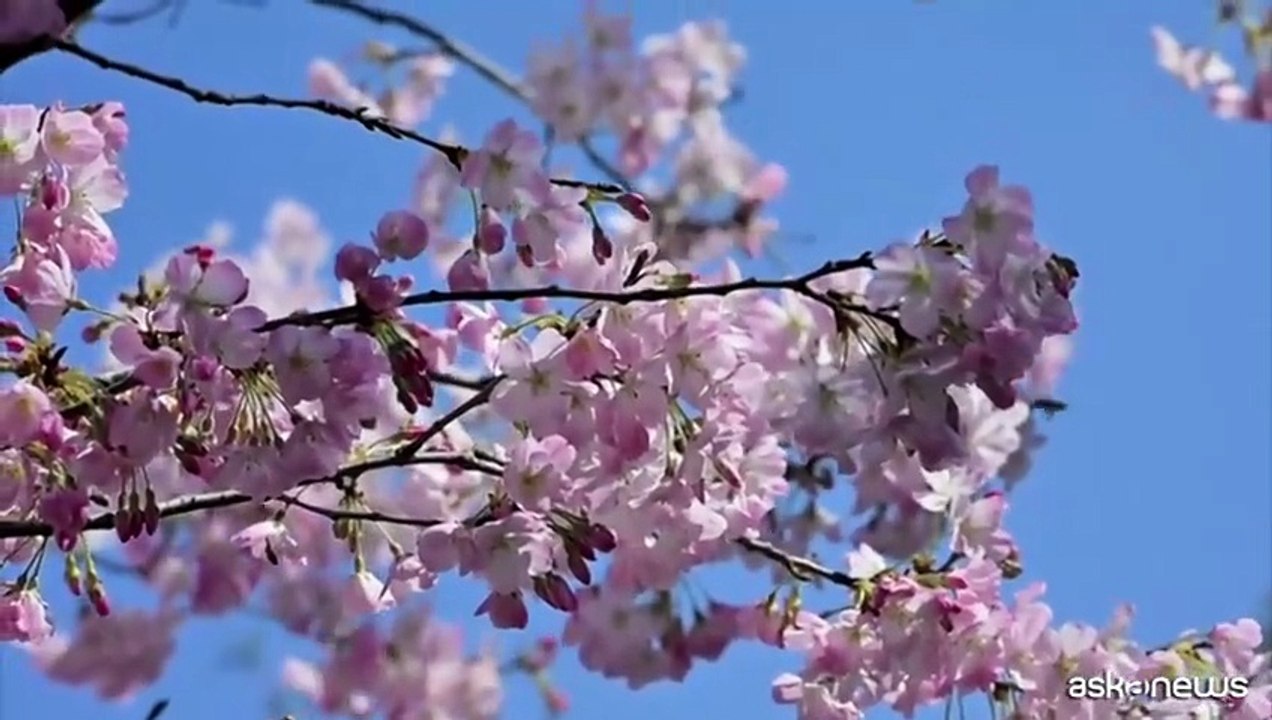 Lo spettacolo dei sakura a Tokyo, la fioritura...