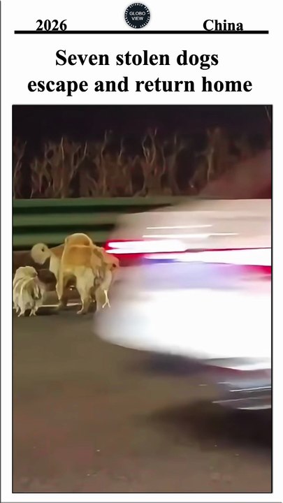 Seven stolen dogs escape slaughterhouse and return home to China