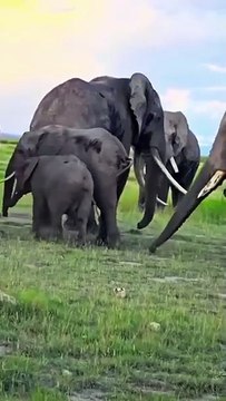 Madam likes large models 😏🐘 #nature #wildlife #mating #elephants #animals #naturelover #natura