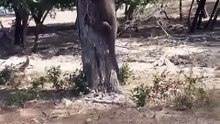 Komodo climbing a tree  🔥