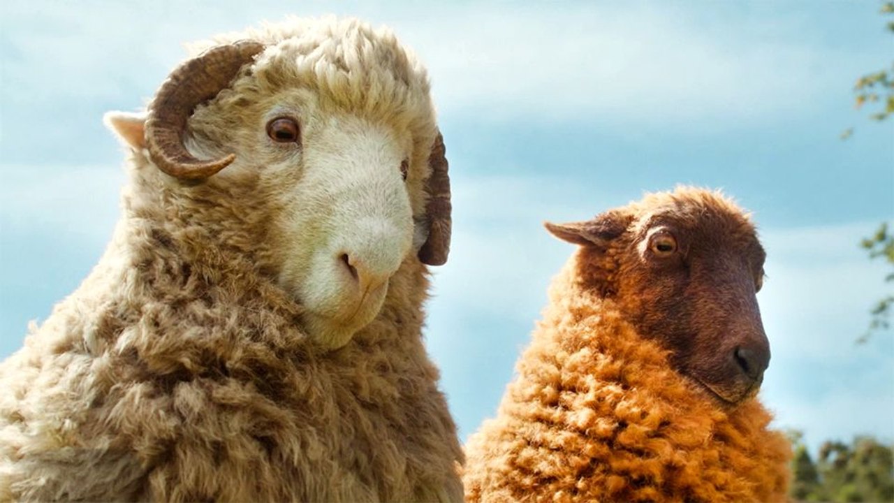 Glennkill: Ein Schafskrimi Trailer (2) DF