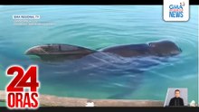 Sperm whale na stranded sa pampang at sinampahan ng ilang residente, nasawi | 24 Oras