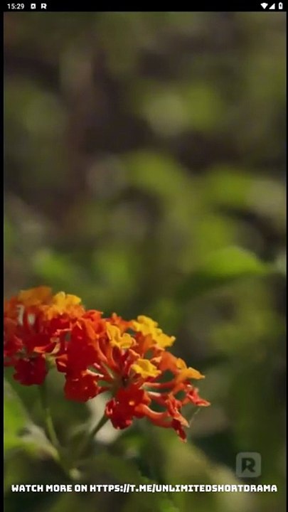 CEO and the Country Girl - FULL MOVIE