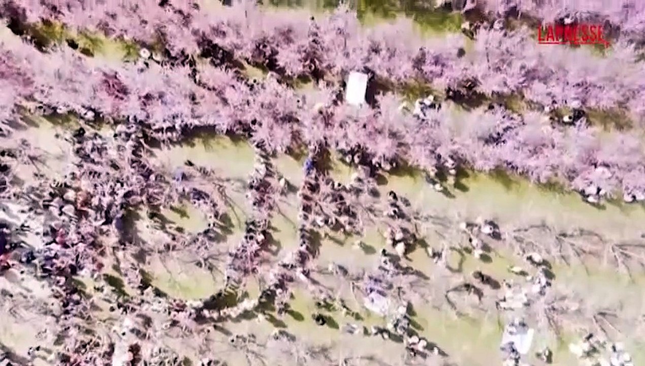 Grecia, un velo di fiori rosa sui campi: migliaia di persone affollano le piantagioni di pesco