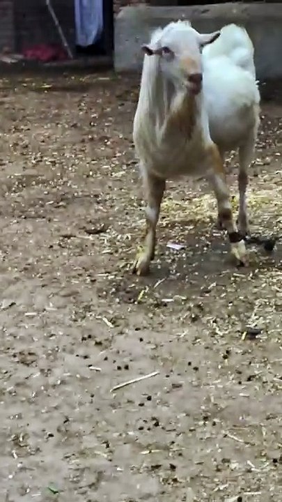 Pets Life #petslife #Viral #Funny #beauty