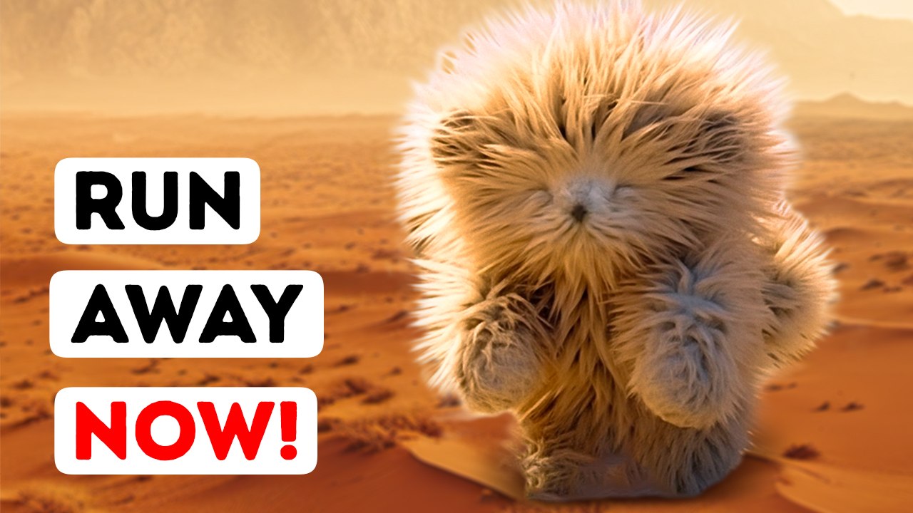 This Desert Has Teddy Bears || Other Creepy Creatures That Live in Deserts