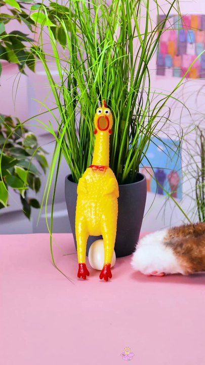 MEOWSOME! — Testing Science Experiments & hacks