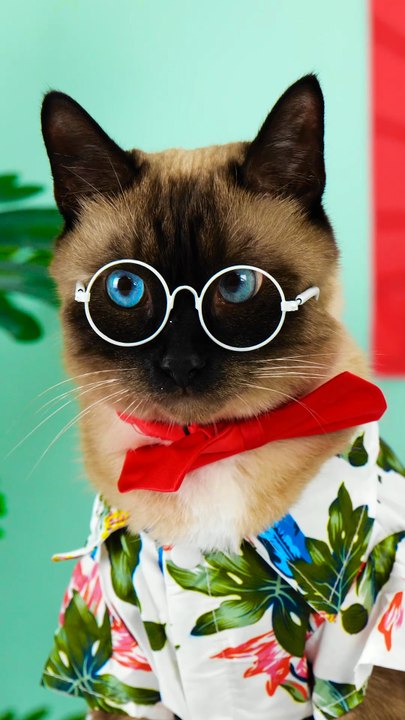 Testing Viral Gadgets and Hacks: Pawsitively Fun!