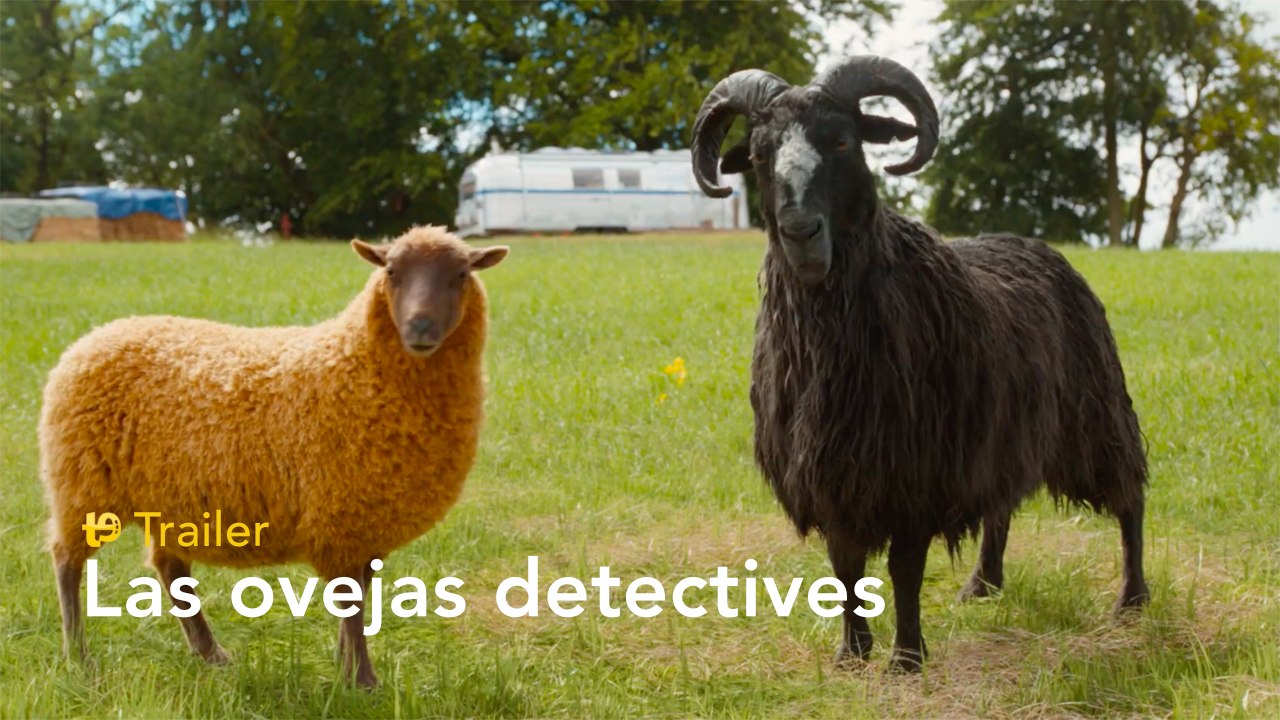 Las ovejas detectives - Trailer final español