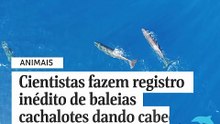 Cientistas fazem registro inédito de baleias cachalotes dando cabeçadas