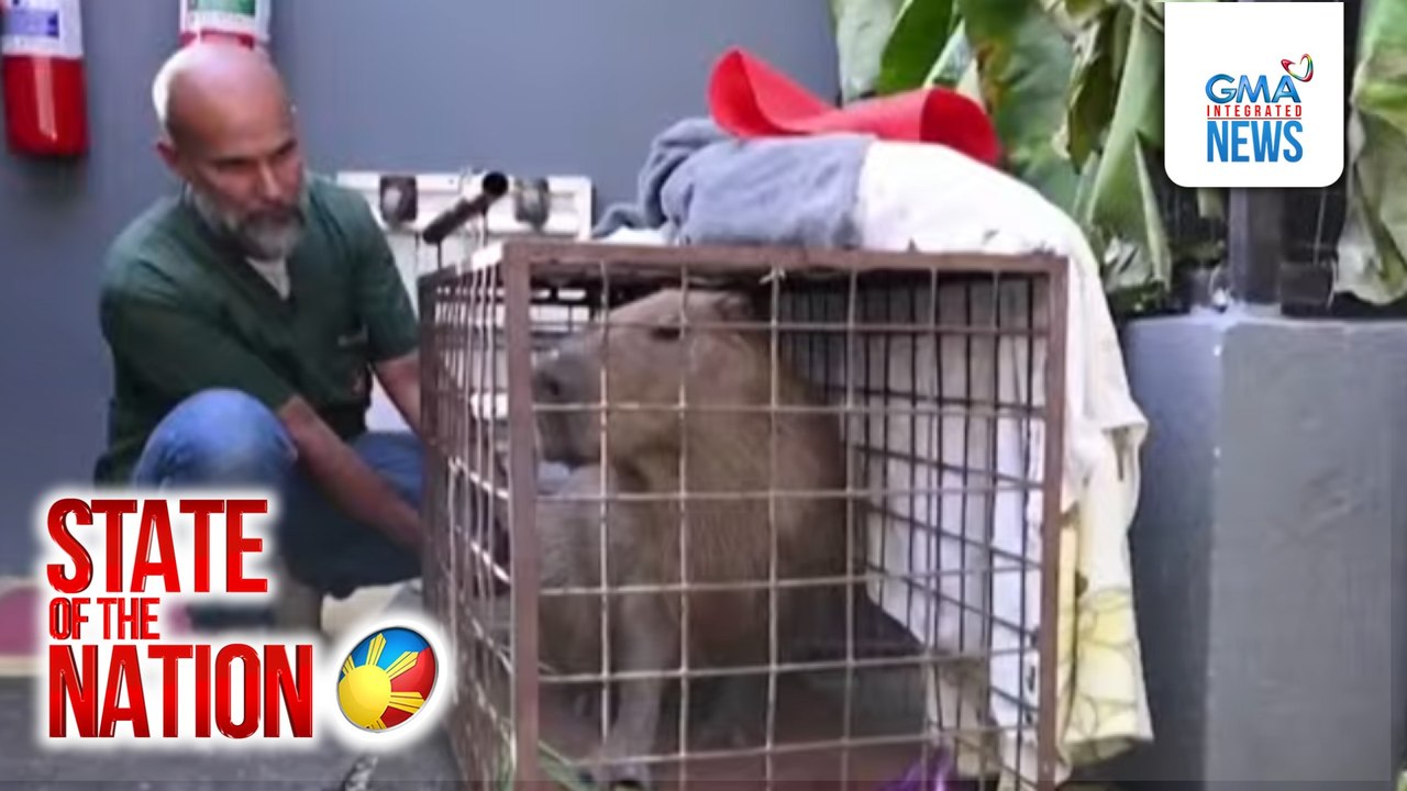 Capybara, pinaghahampas ng stick at bakal; 8 nanakit kabilang ang 2 menor de edad, arestado | SONA
