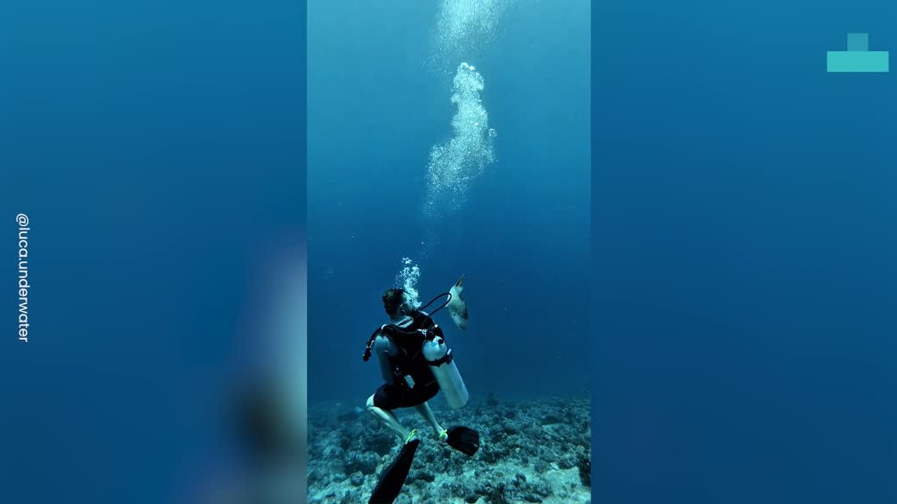 Trigger Fish Attacks Divers