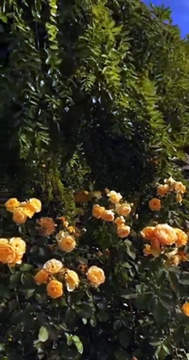 Breaking News: War with Iran - Oil Prices Hit $100+