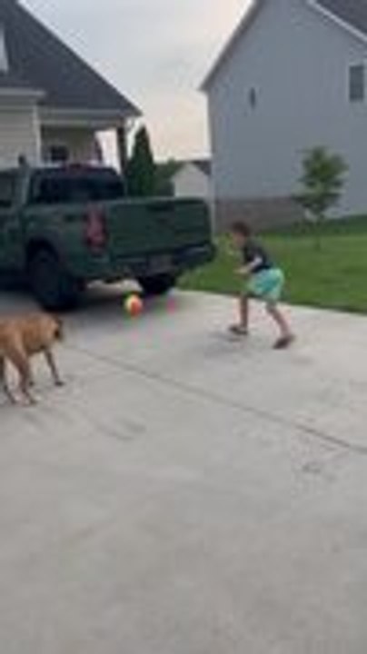 Dog and Boy Play With Ball