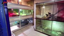 Nel barese aveva in casa un caimano, anaconda, pitoni e boa nascosti dietro una parete