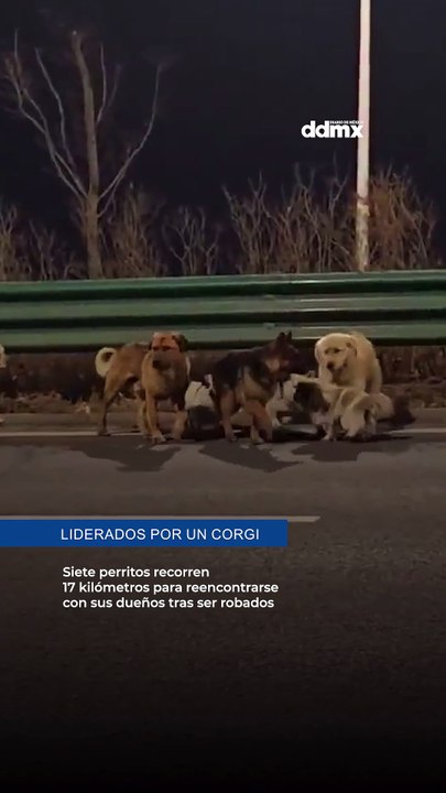 Siete perritos recorren 17 kilómetros para reencontrarse con sus dueños tras ser robados