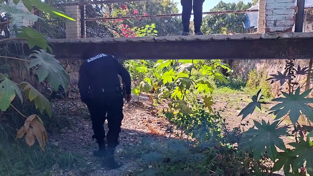 Rescatan lomito herido en canal de La Floresta | CPS Noticias Puerto Vallarta