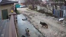 Des chiens jouent dans du béton frais... cauchemar des ouvriers
