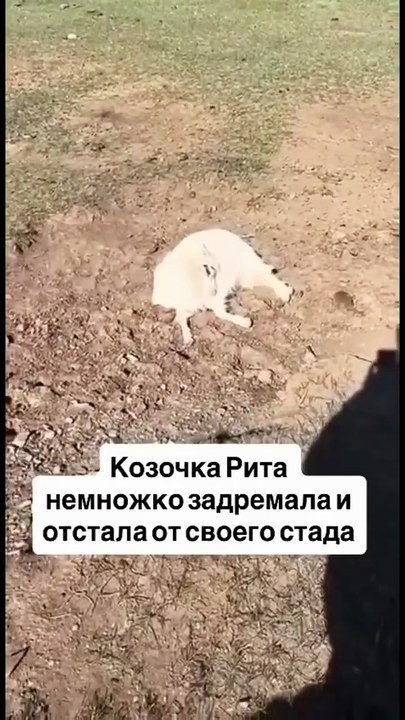 Cette chèvre se retrouve seule après sa sieste... oups