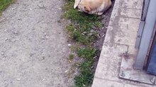 #dog#sweet dog